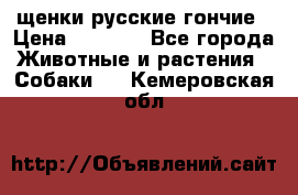 щенки русские гончие › Цена ­ 4 000 - Все города Животные и растения » Собаки   . Кемеровская обл.